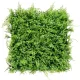 Divlja papratica plastični zeleni zid 50x50 cm